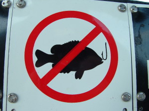 Fluke or Flounder when to cut bait
