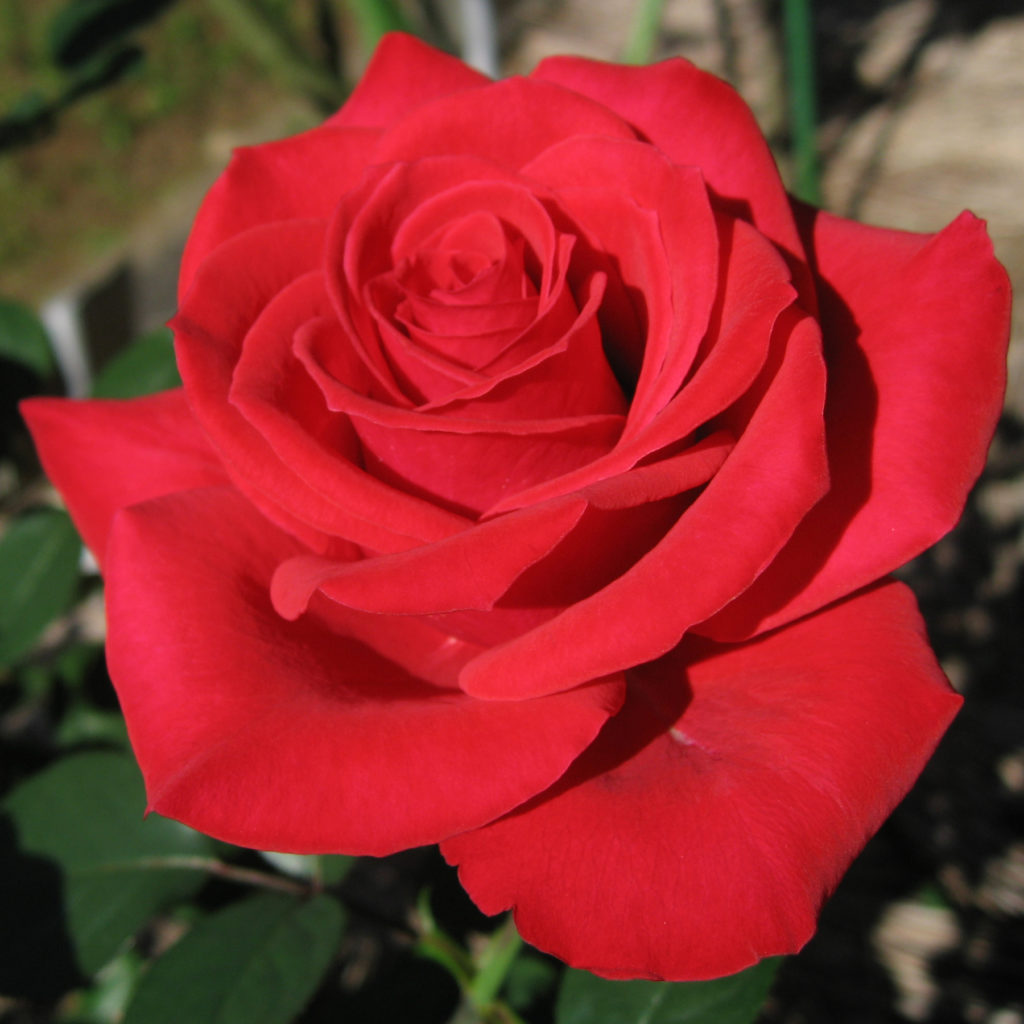 stop and smell the roses-Philadelphia Life Coach Leslie J Saul